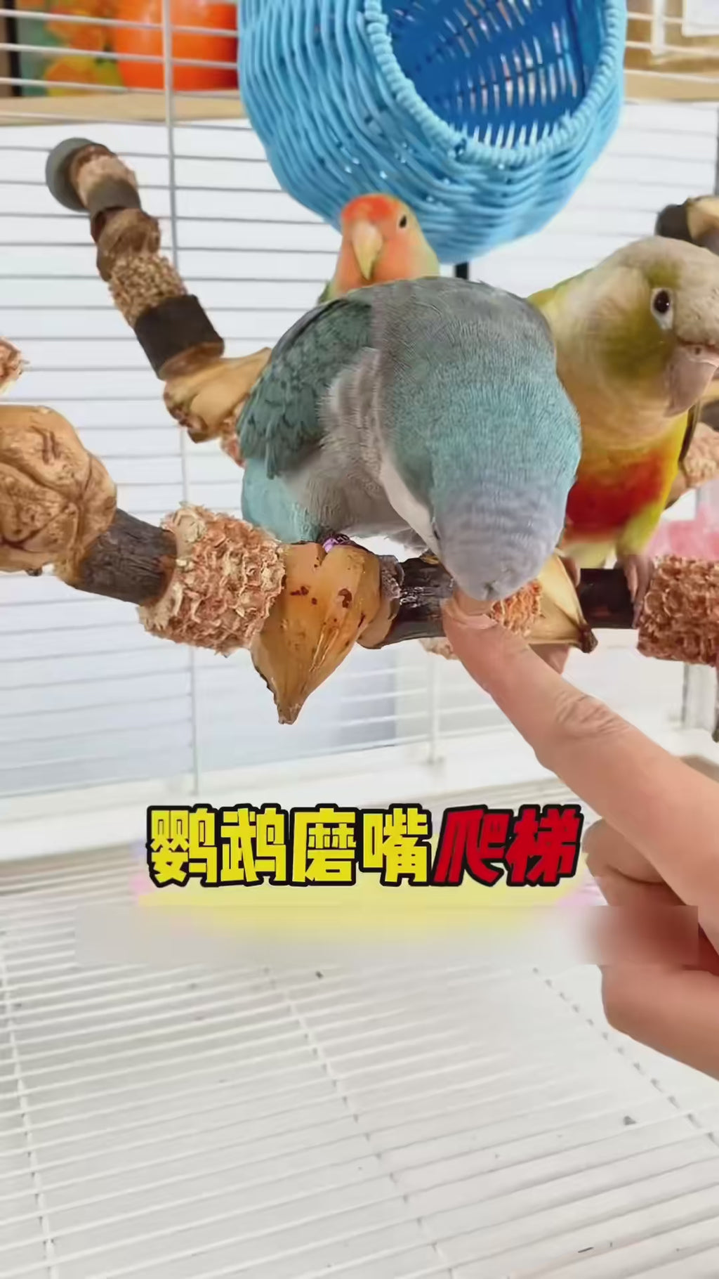 Parrot Natural Jackfruit Nuts Wooden Chew String