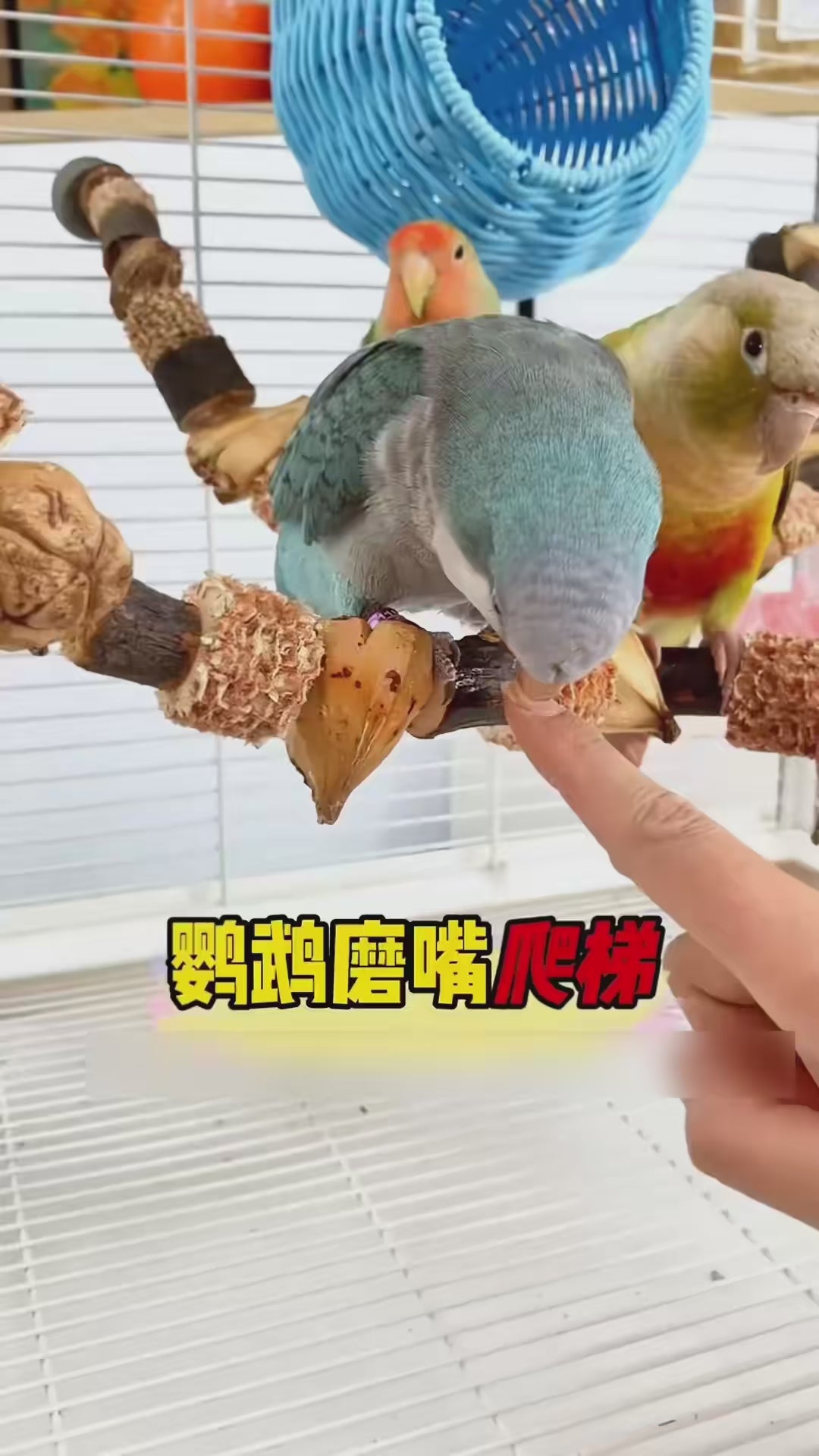 Parrot Natural Jackfruit Nuts Wooden Chew String